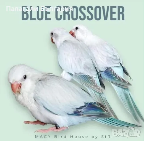 Чифт  Папагали Монах, снимка 6 - Папагали - 48699981