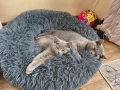 Британски котенца, снимка 5