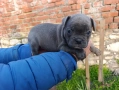 френски булдог синьо , снимка 12