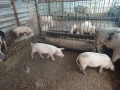 Малки прасеа от 20 до 30кг., снимка 3
