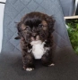 Shih poo/Mini poodle , снимка 5