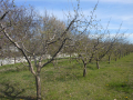 Ябълкова градина, снимка 4