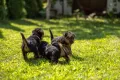 Уелски Териер welsh terrier , снимка 3