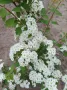 Спирея Майски сняг, Spiraea Vanhouttei, студоустойчива, снимка 10