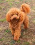 Новородени - Пудел той мини /Toy Mini Poodle - 07.03.2025 г., снимка 7