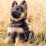 Ще си купя кученце немска овчарка, снимка 1 - Немска овчарка - 45667763