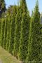 Западна туя Смарагд (Thuja occidentalis Smaragd), снимка 2