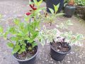 Продавам декоративни храсти Вейгела, снимка 1 - Градински цветя и растения - 45382772