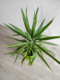 Палма юка, снимка 1 - Стайни растения - 45035001