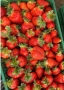 Разсад Ягоди, снимка 3