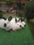 Калифорнийски зайци , снимка 1