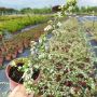 Котонеастър Мажор, Cotoneaster Dammeri Major, снимка 9