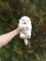 Мъжки бял Померан.  Реални снимки от 28.02.26 г.  , снимка 1