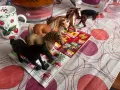 Schleich-5 големи фигурки, снимка 2