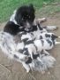 Българско овчарско куче , снимка 3