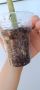 Brugmansia suaveolens , снимка 2