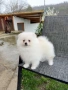 Померан момче с всички ваксини. Померанче, снимка 3