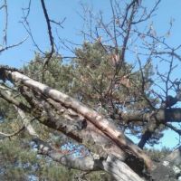 ПОДАРЯВАМ дърва, дървесина, дървен материал, дървета за сеч, снимка 7 - Дърва за огрев - 45408369