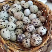 Продавам яйца от пътпъдъци 25ст., снимка 1 - други­ - 45760907