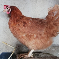 Ломан Браун кокошки за Яйца, кокошки, петли , снимка 2 - Кокошки и пуйки - 41756675