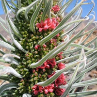 семена от екзотично растение от Канарските острови, снимка 1 - Сортови семена и луковици - 45040920