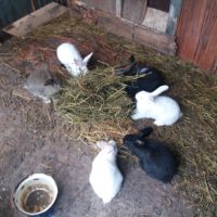 продавам зайци за клане 25лева броя , снимка 6 - Други животни - 45382304