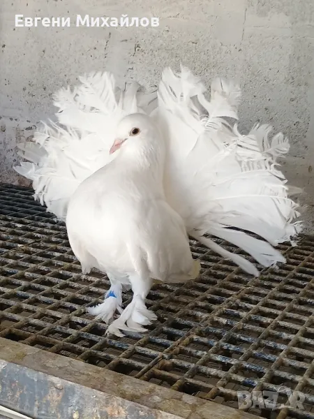 Гълъби Фенерлии гащати , снимка 1