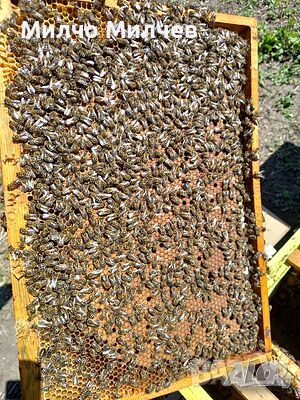 Пчелни отводки, снимка 1