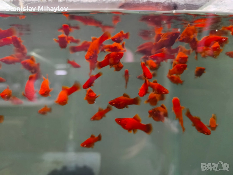 Червен Рубинен Хелер, снимка 1