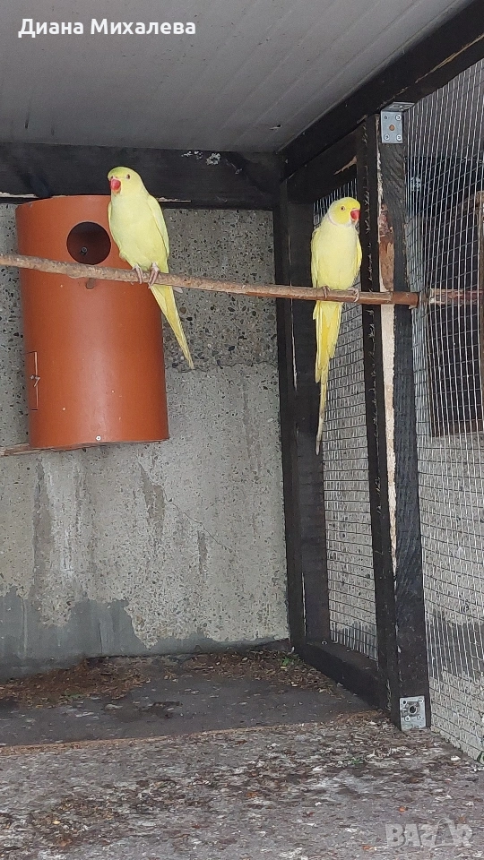 Малък александър , снимка 1