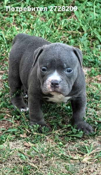 Американско Були Покет/ American Bully Pocket, снимка 1