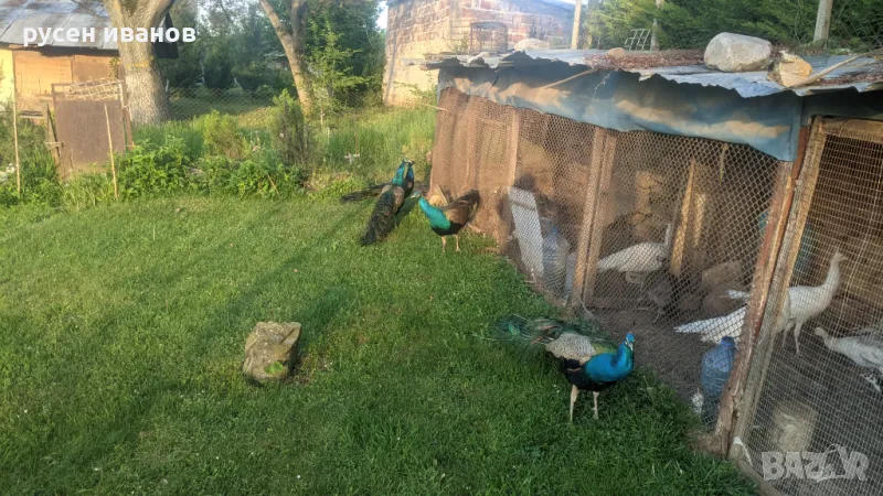 индийски пауни различни възрасти, снимка 1