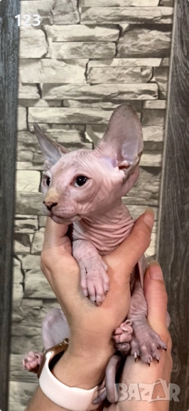 канадски сфинкс- рядка възможност за ценители на породата !, снимка 1