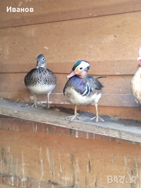 Патенца Мандаринки чифт, снимка 1