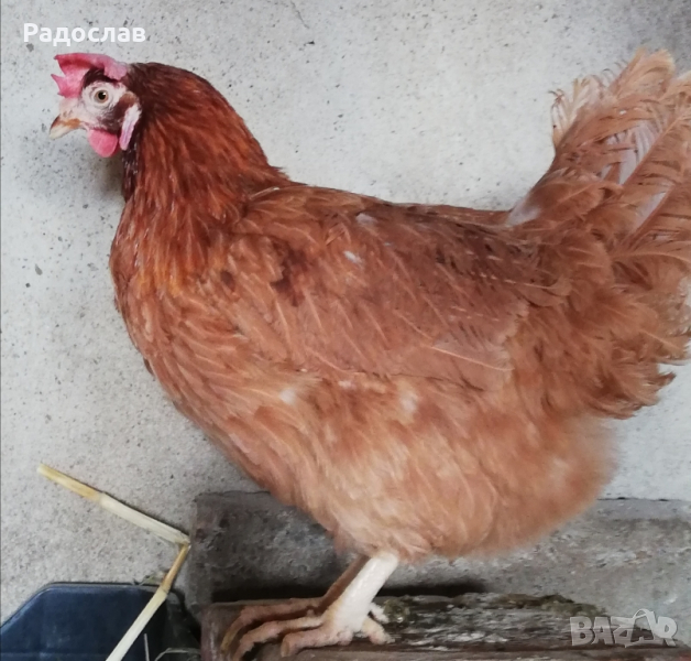 Ломан Браун кокошки за Яйца, кокошки, петли , снимка 1