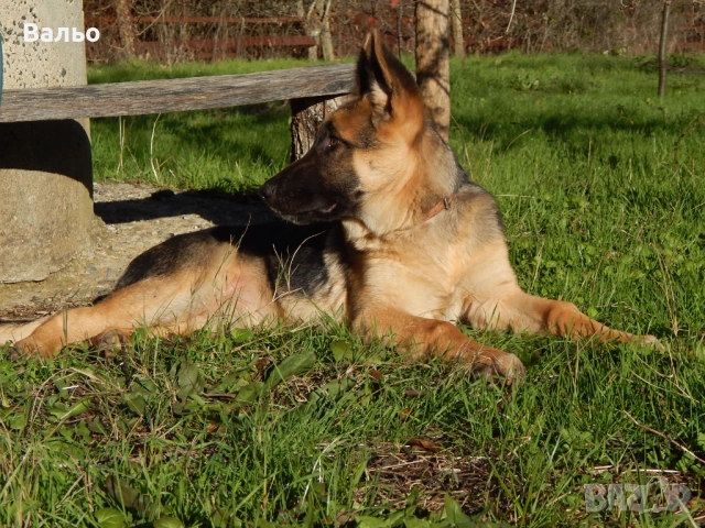 немска овчарка, снимка 3 - Немска овчарка - 52858509