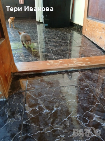 Момче и Момиче, снимка 4 - Пинчер - 53147117