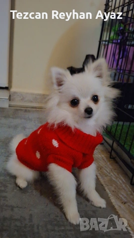 мини Померан Женско, снимка 6 - Померан - 53642493