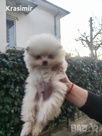 Померан, снимка 2 - Померан - 53792466