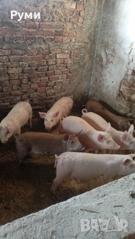 Продавам прасенца 30-35кг, снимка 3 - Прасета - 52802580