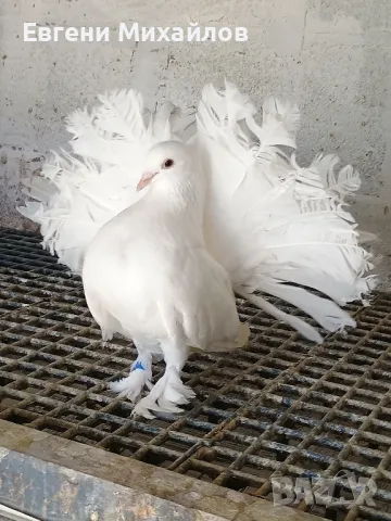 Гълъби Фенерлии гащати 