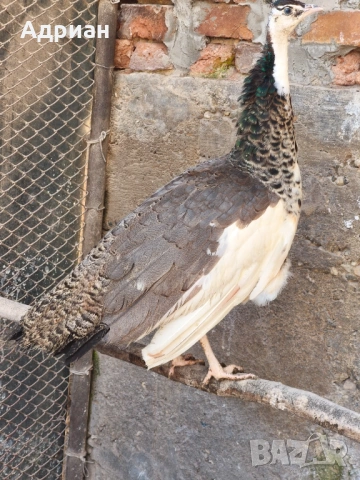 Пауни, снимка 13 - други­ - 53843400