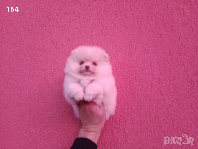 Померан. Мини момиченце., снимка 3 - Померан - 52719357