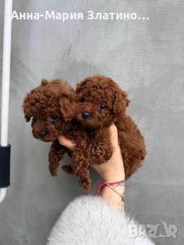 Той пудел ред браун , снимка 6 - Други - 52886172