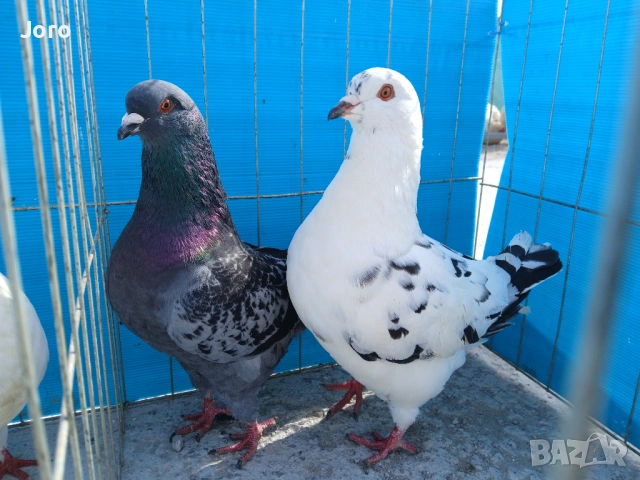 Кинг, снимка 3 - Гълъби - 53964841