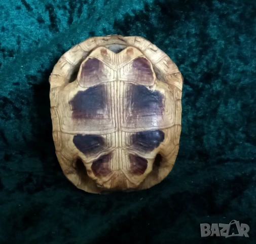 коруба на костенурка, снимка 4 - Други ценни предмети - 51387311