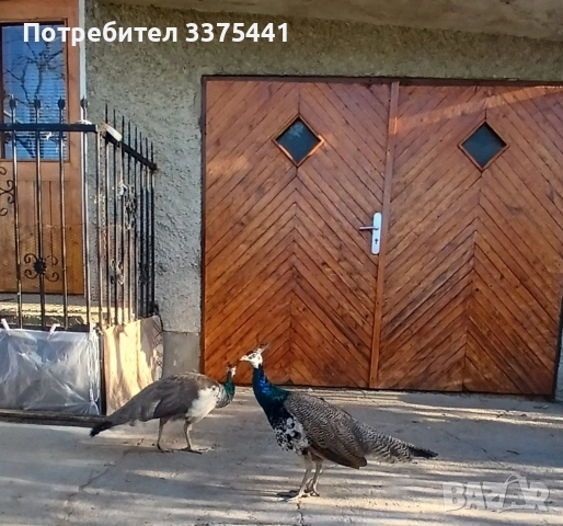 продавам чифт индийски пауни , снимка 5 - други­ - 53670595