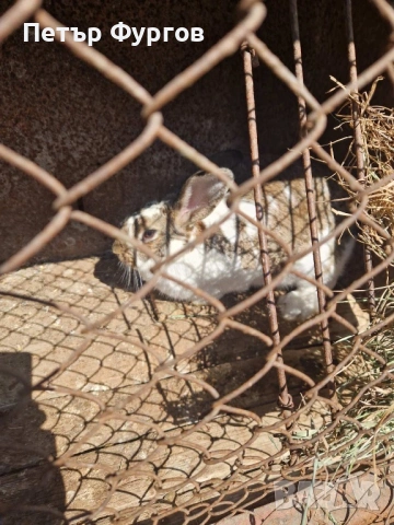 Продавам  женски заек , снимка 2 - Други животни - 54253195