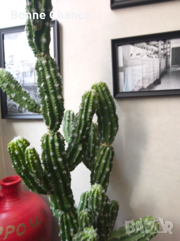 Оборудван ресторант до пешеходната Витошка, снимка 2 - Заведения - 54257169