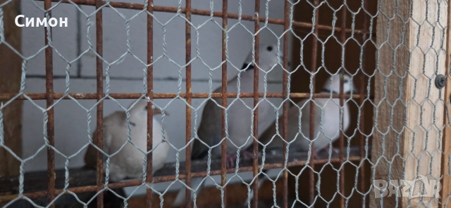 Гугутки скумрийки, снимка 5 - Гълъби - 52967544